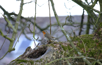 701 Rougegorge familier (Erithacus rubecula) -Roly-.jpg