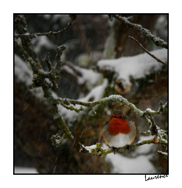 rouge gorge dans la lumière.jpg