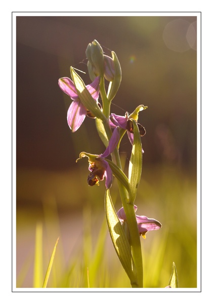 Ophrys abeille (Ophrus apifera) (11 bis).jpg