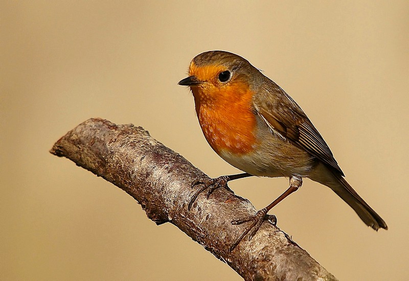 Rouge-gorge (2).jpg