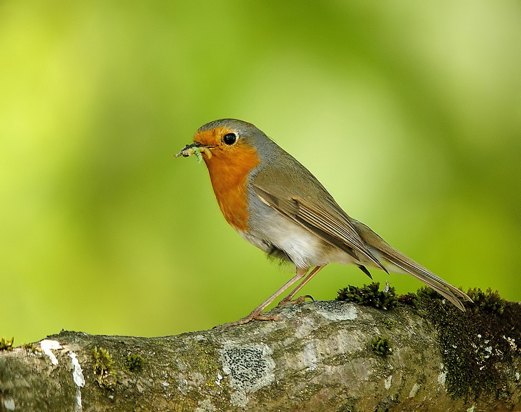 Rouge gorge.jpg