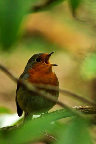 rouge gorge.jpg