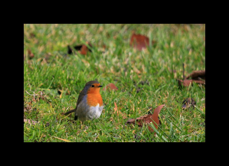 TTnov2010-0001.jpg