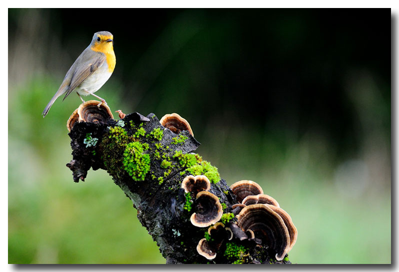 rougegorge pose.JPG