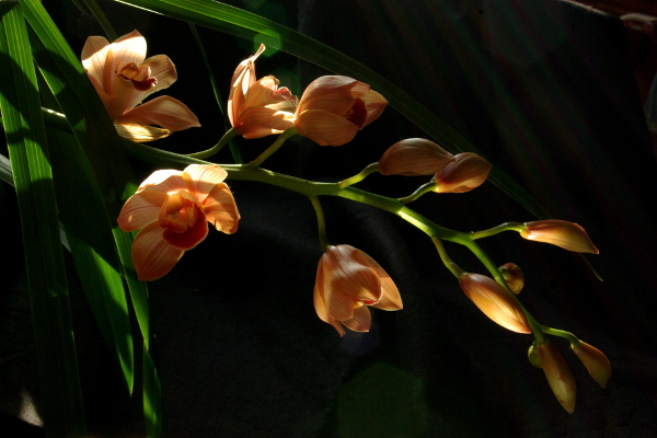 cymbidium.jpeg