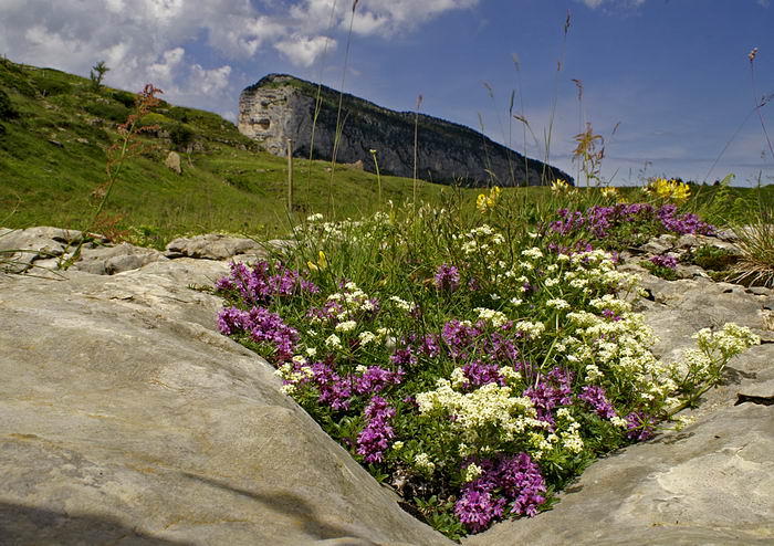 hauts plateaux Chartreuse.jpg
