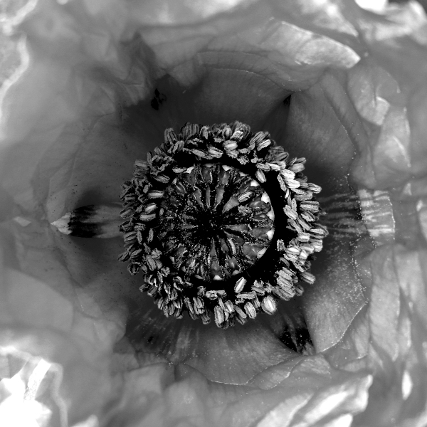 coeur de pavot.jpg