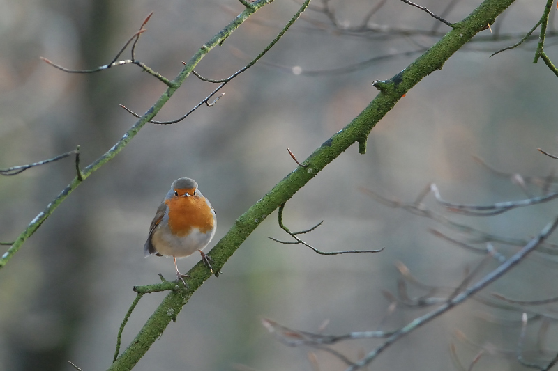 Rouge-Gorge 1.jpg