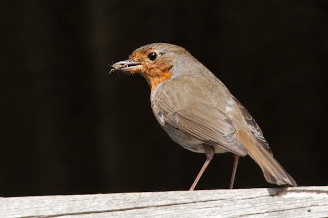 2010-05-14_Normandie_oiseaux_rouge-gorge-0008.jpg