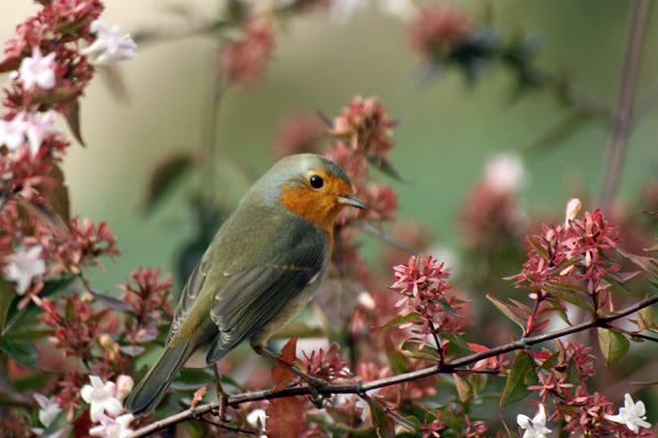Rouge-gorge 2.jpg