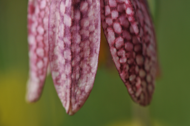 1.1600s f5.6 iso 200.JPG
