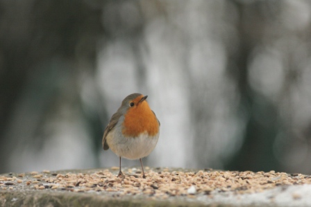 animaux - oiseaux falletans 27janv2007-11.JPG