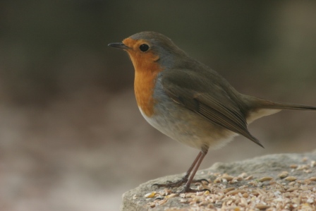 animal - falletans 07janv2009-8.jpg