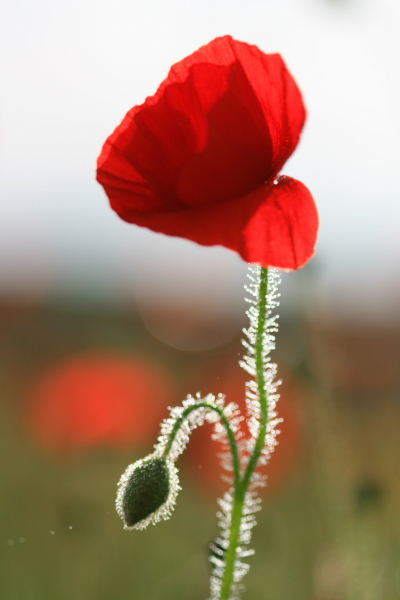 coquelicot.JPG