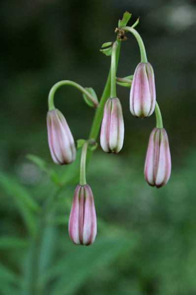 Lys Martagon AurÃ©lie.jpg