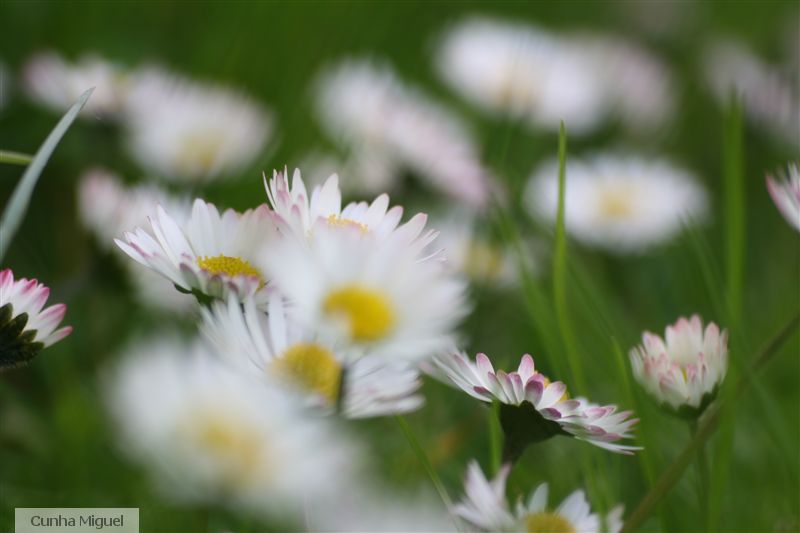 Flowers.jpg