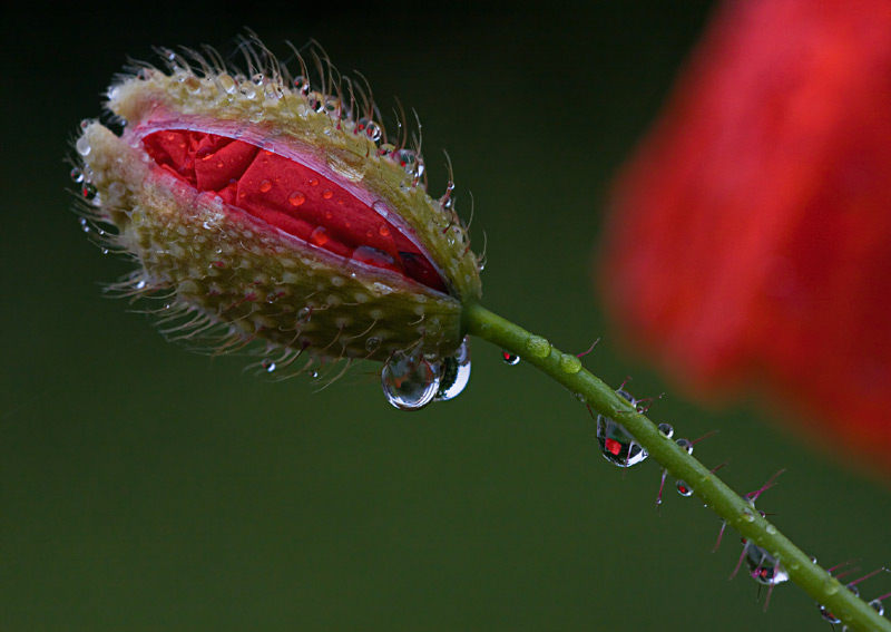 coquelicots_04.jpg