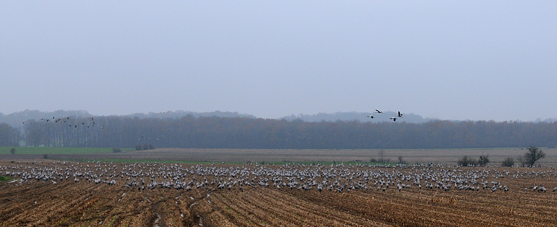DSC_7174.jpg