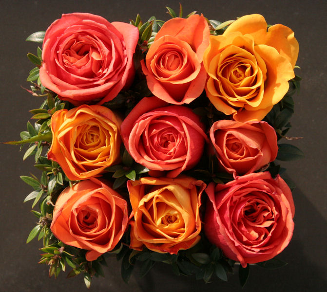 Roses_2_b.jpg