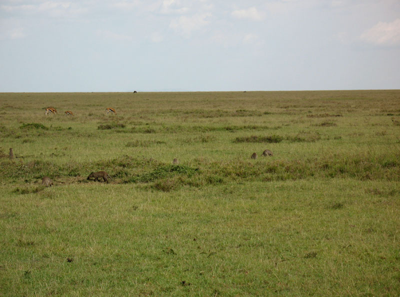 2008.03.14 081 Massaï Mara.jpg