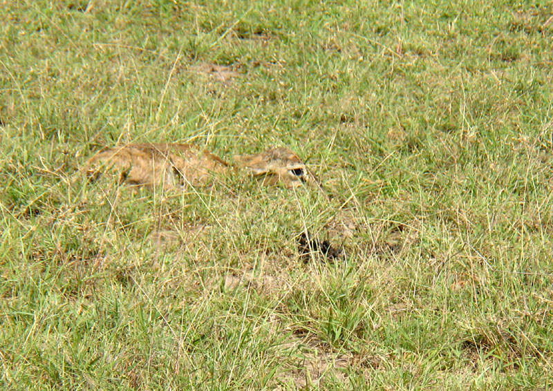 2008.03.14 080 Faon de gazelle.jpg