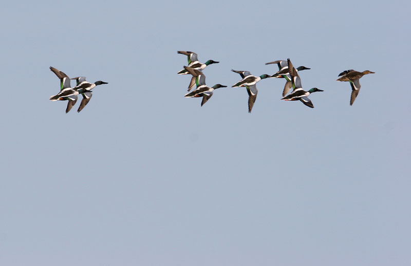 canard_souchet_vol__1.jpg