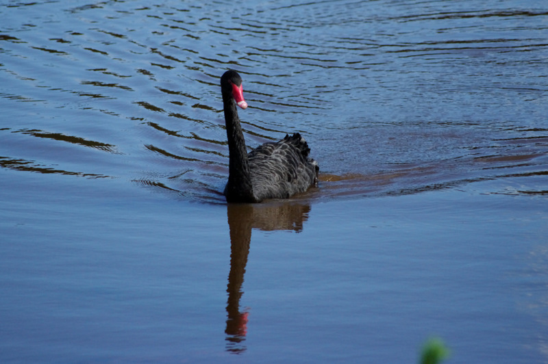 Cygne noir ORXjuly10 (10).jpg