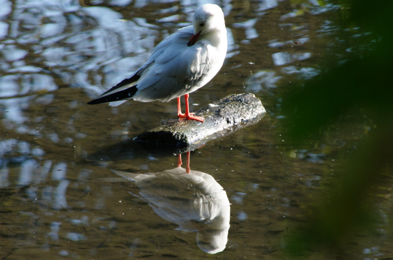 Mouette rieuse.jpg