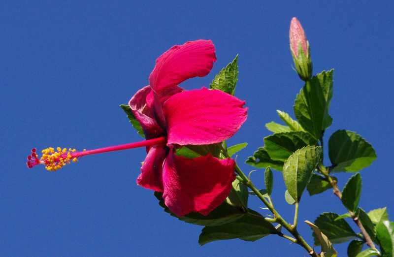 Hibiscus 1.jpg