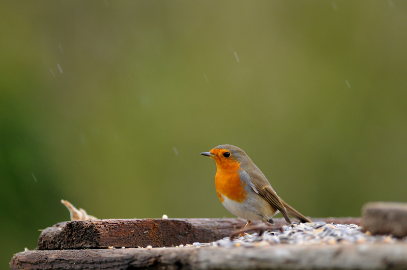 DSC_7200.jpg