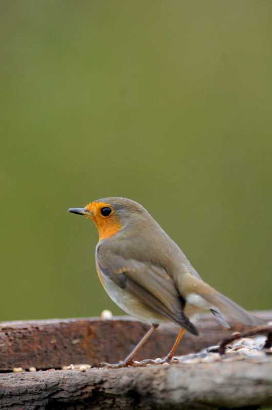DSC_7218.jpg
