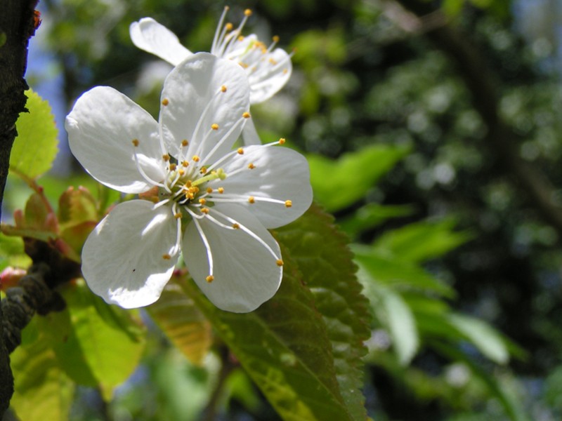 AvancÃ©e printemps Buchwald 001.jpg