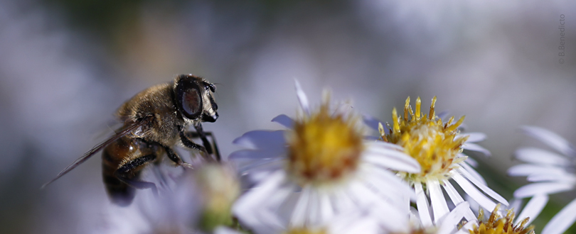 _MG_0246_pano_web_810px.jpg