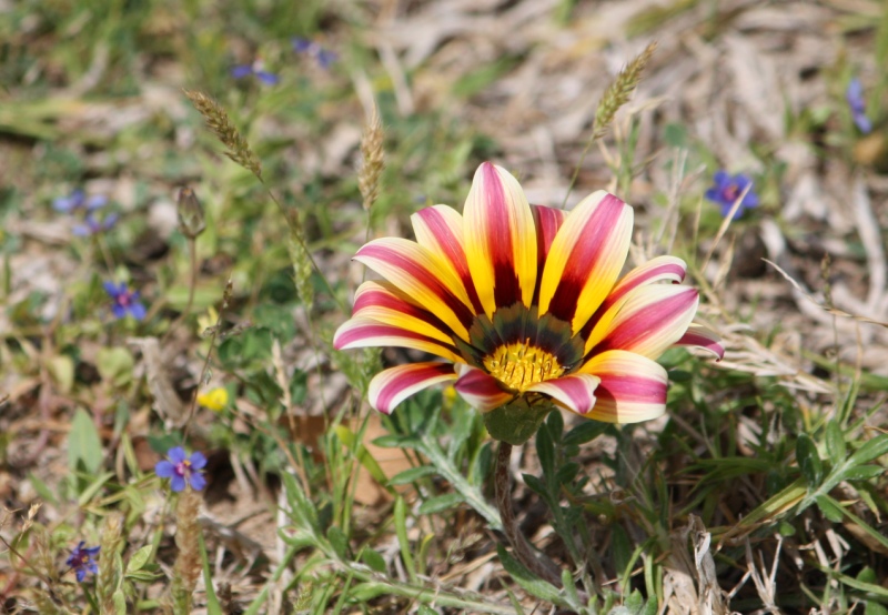 Fleur1.JPG