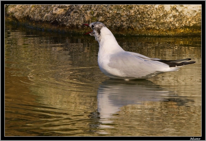 M_R_9055 copie a.jpg