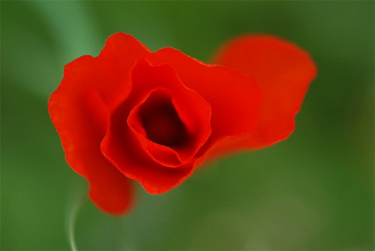 DSC_7550-copie.jpg