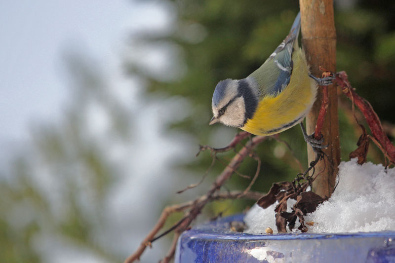 Mésange_bleue_2.jpg