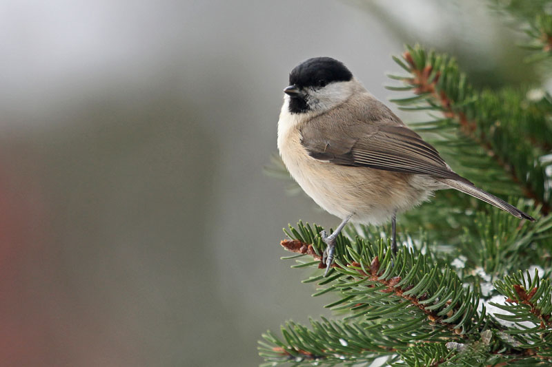 Mésange_nonnette_1.jpg