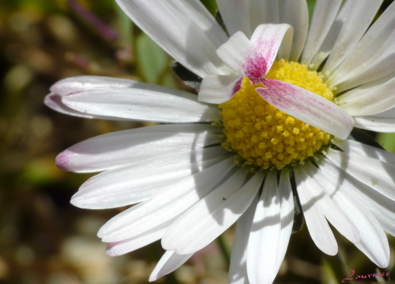 jeu fleur ombre.jpg