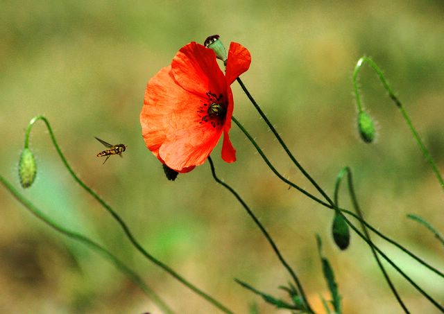 Coquelicots 8 Ennery 07-06 [640x480].jpg