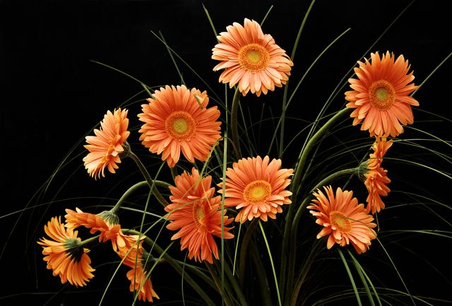 Gerberas 2 Cormeilles-en-Vexin 06-03 [640x480].jpg