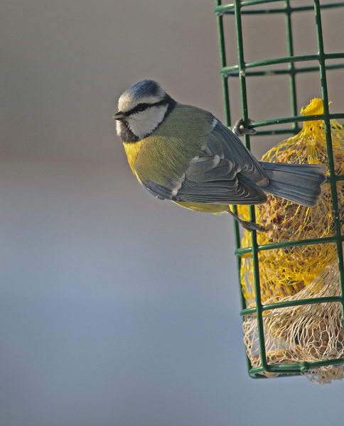 Mésange_bleue_41.jpg
