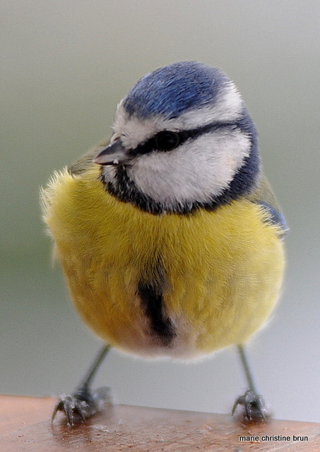 DSC_9803.JPG