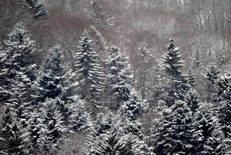 vosges.jpg