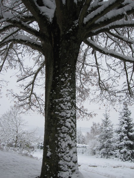 2010_12_3 tilleul ter.jpg