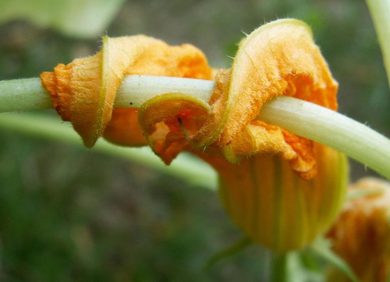 2-Fleur de Courgette 800x600.jpg