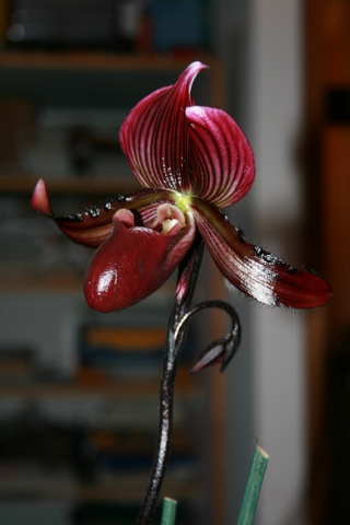 paphiopÃ©dilum_0047-1.JPG