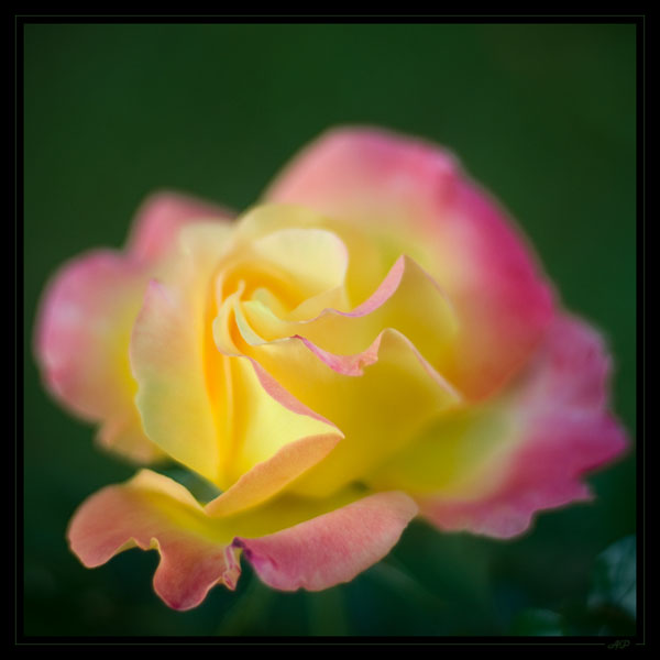 fleur01.jpg