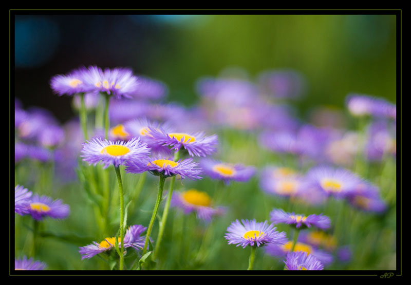 fleur02.jpg