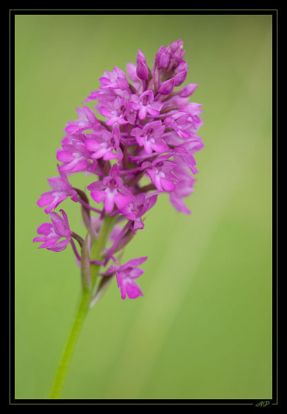 fleur03.jpg